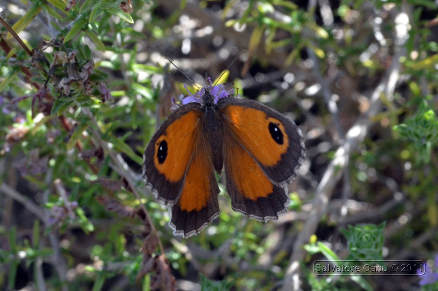 Pyronia tithonus??